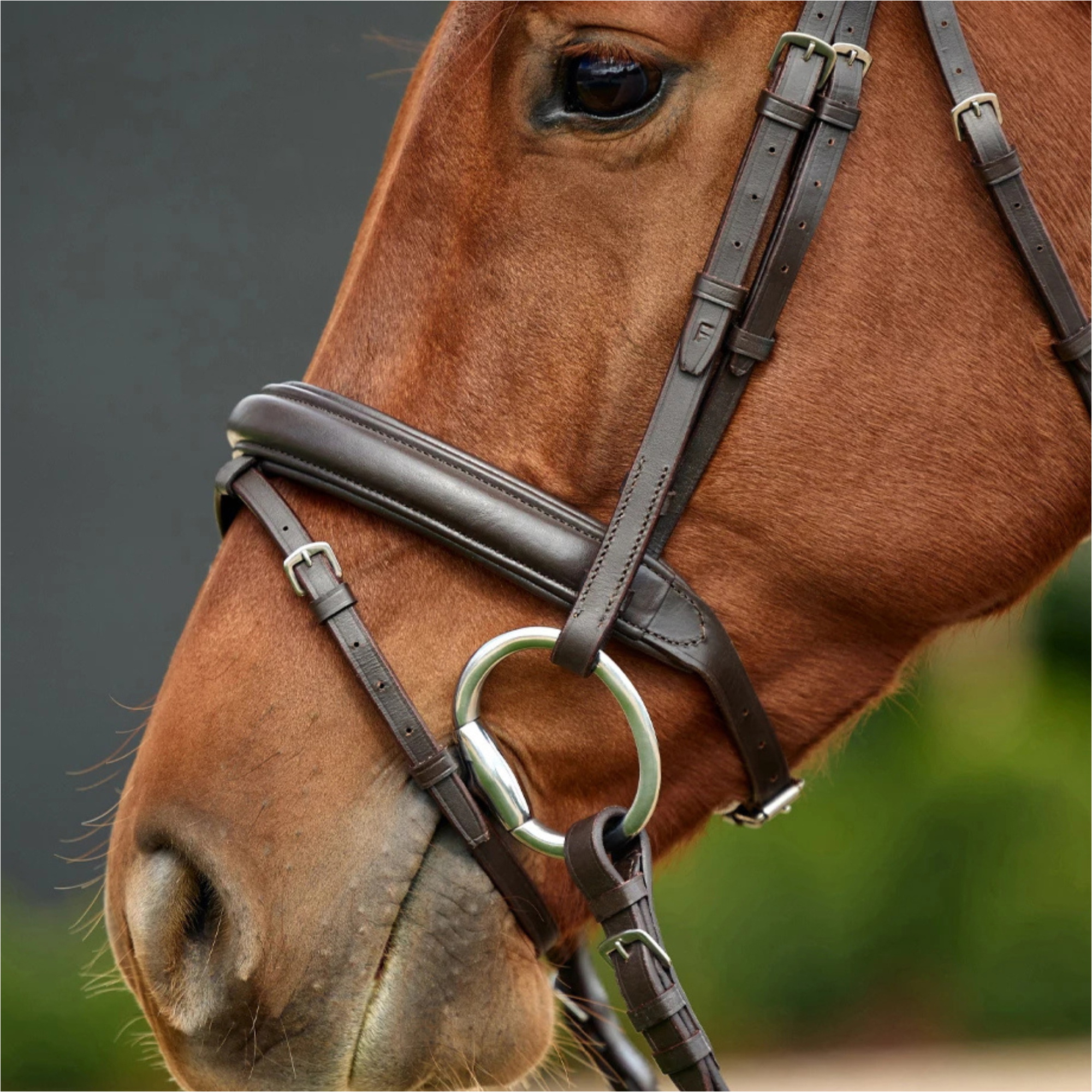 2026 Dublin Gevoerde Mono Kroon Flash Bridle 1031498 - Brown